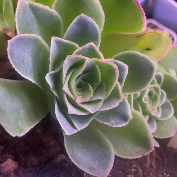 蕾丝测压187385655856856856666