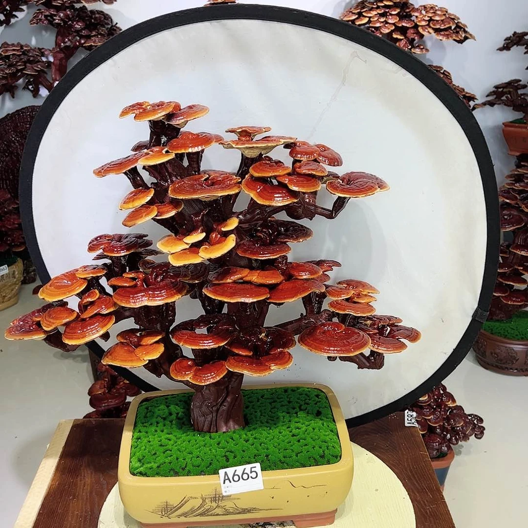 【闪购商品】无花朵