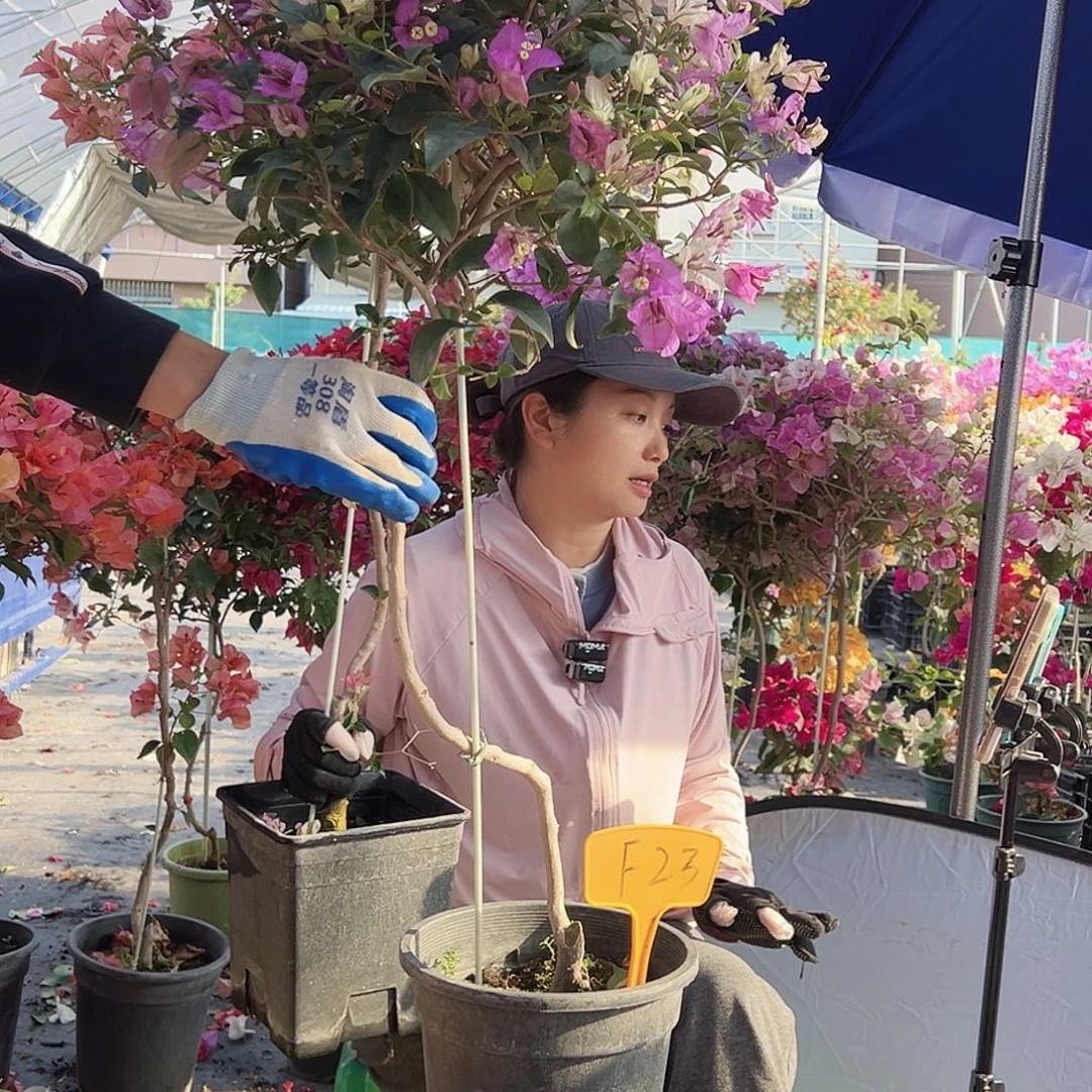 芝***酥大部分花苞少量开放F23雪紫