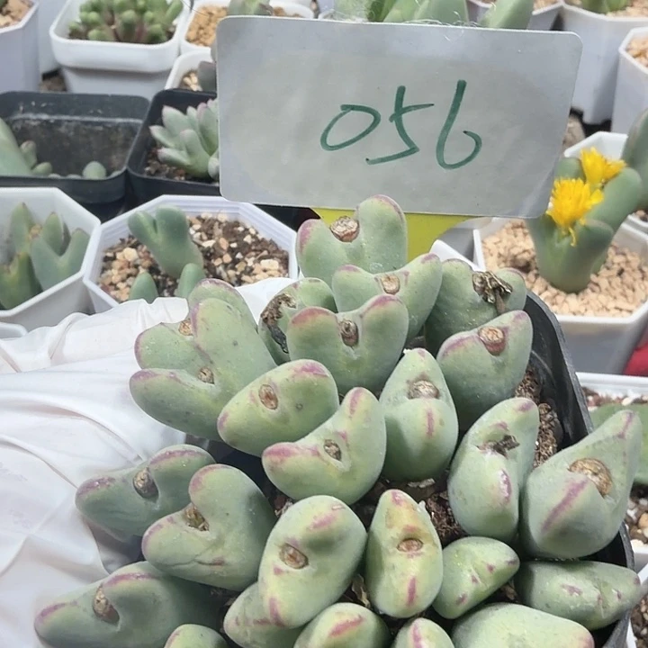 056密密麻麻密密麻麻妈妈们