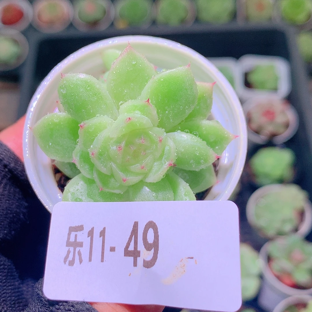 乐然11-49 新品 不包整