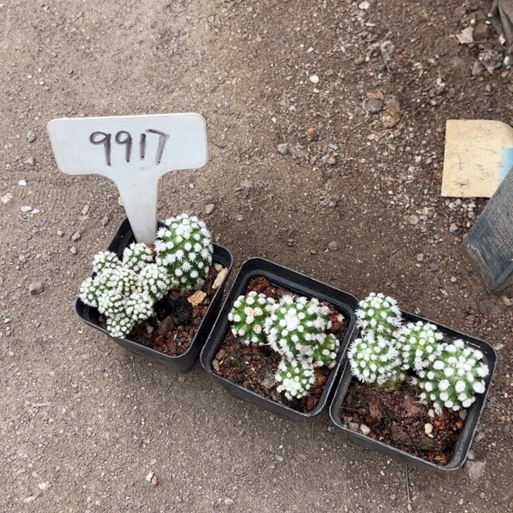 蜡***新9917福利3个明日香姬