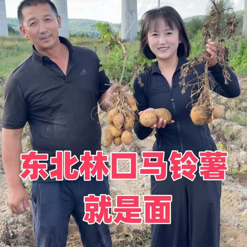 2025新土豆东北土豆农家自种马铃薯面土豆黄心黄麻子土豆