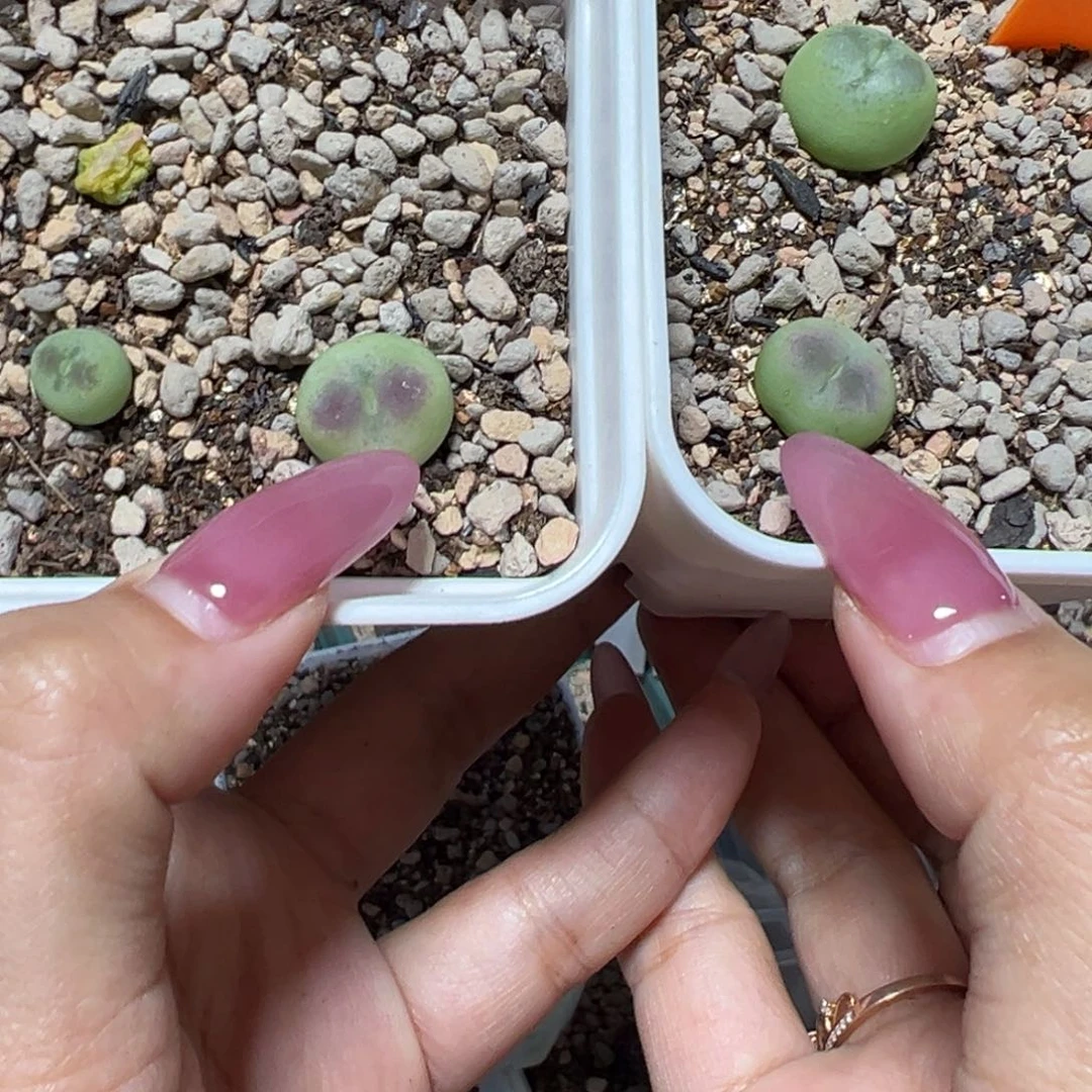 福***斧3颗拉桃v多肉植物