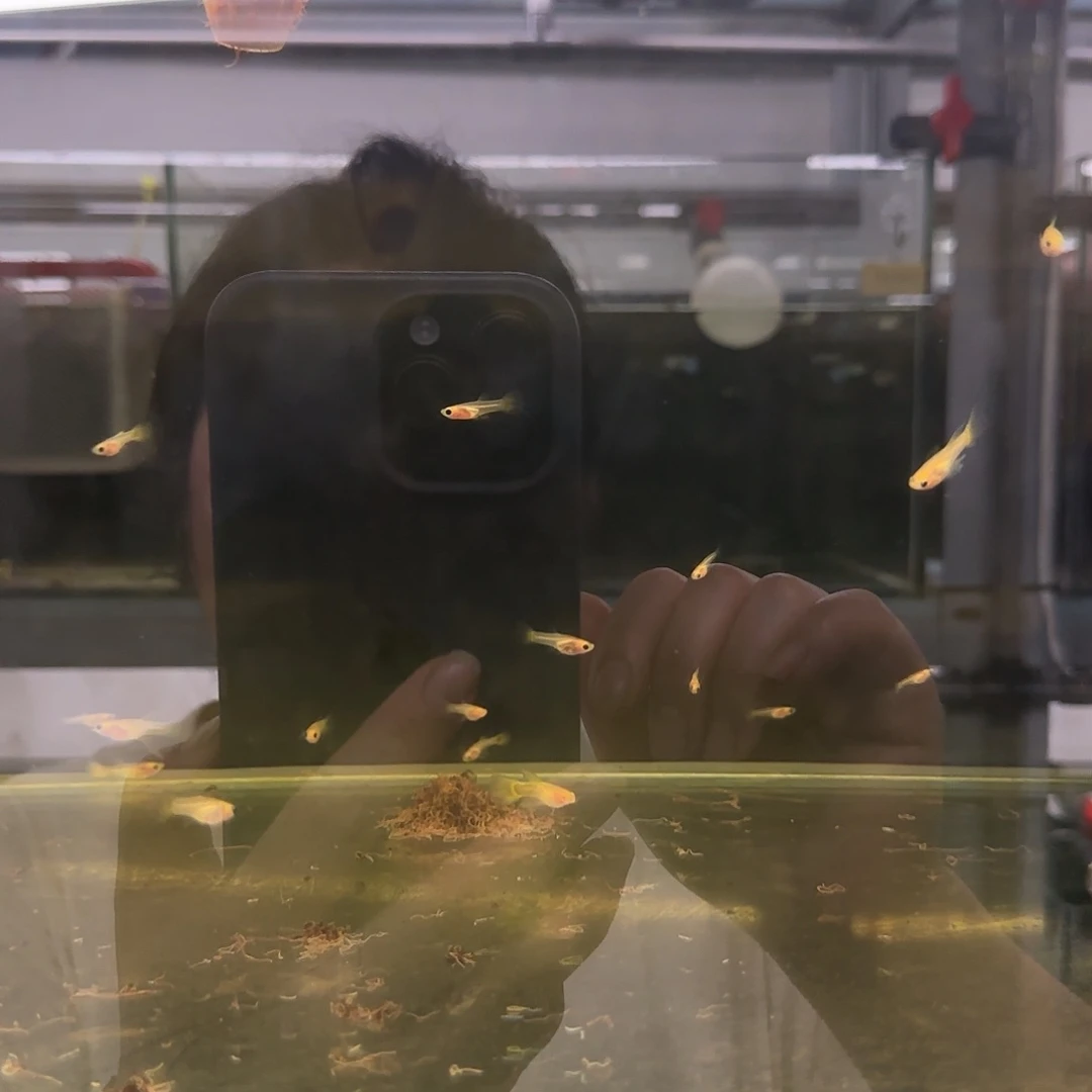 孔雀鱼黑金玻璃猫普通体苗20条