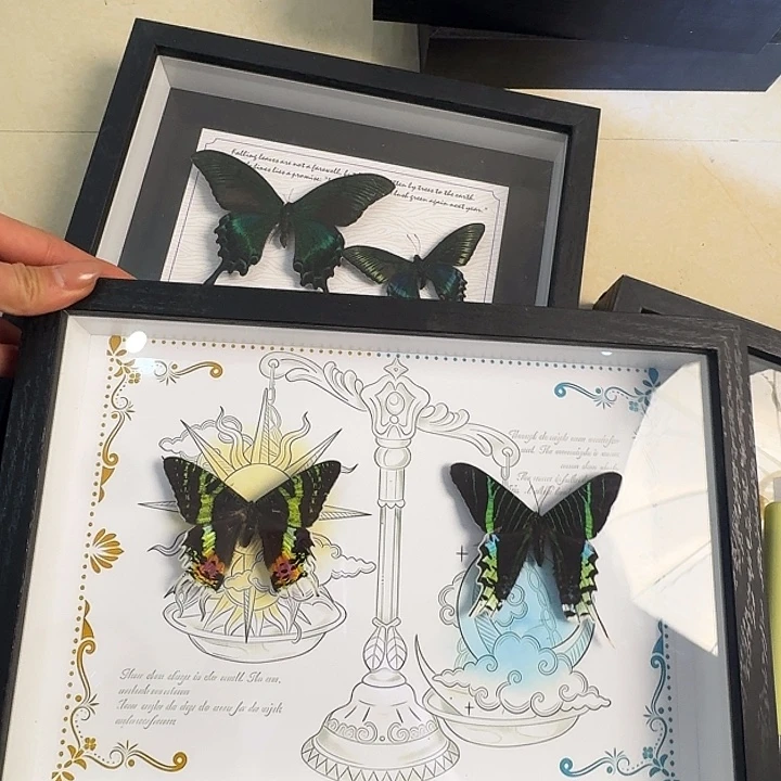 086日月同辉蝴蝶蝴蝶