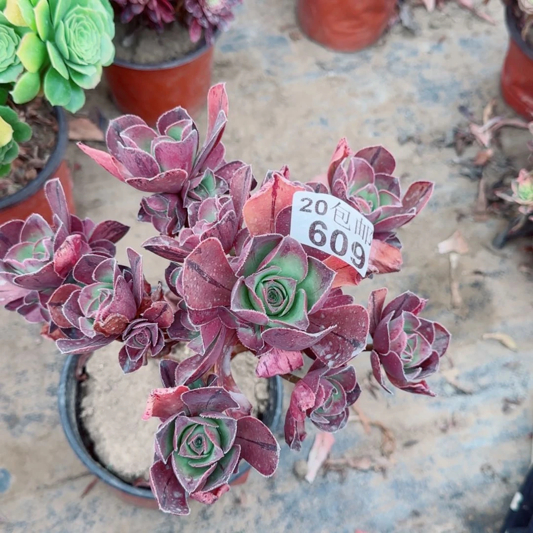 红富士多肉609满20包邮断枝不包