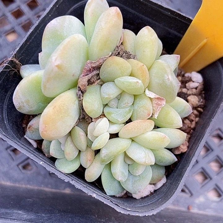 多肉植物冰玉六头574多肉