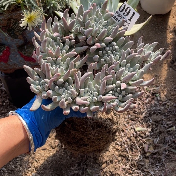 91号雪花多肉植物