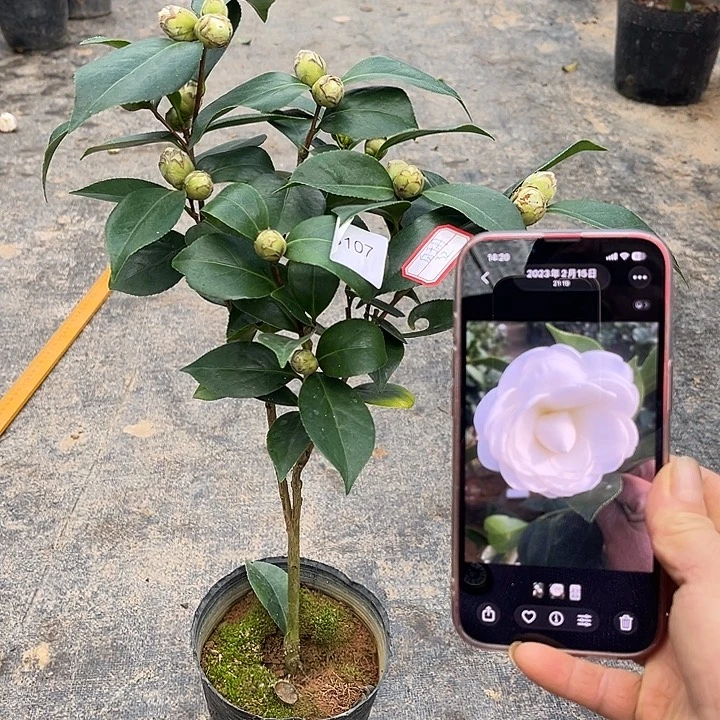 大部分花苞少量开放