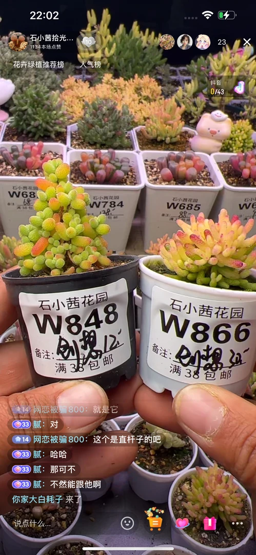 创想-金桔假飞机株-多肉植物枝干番杏