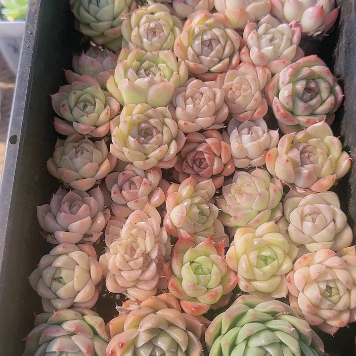 花时光精品多肉82