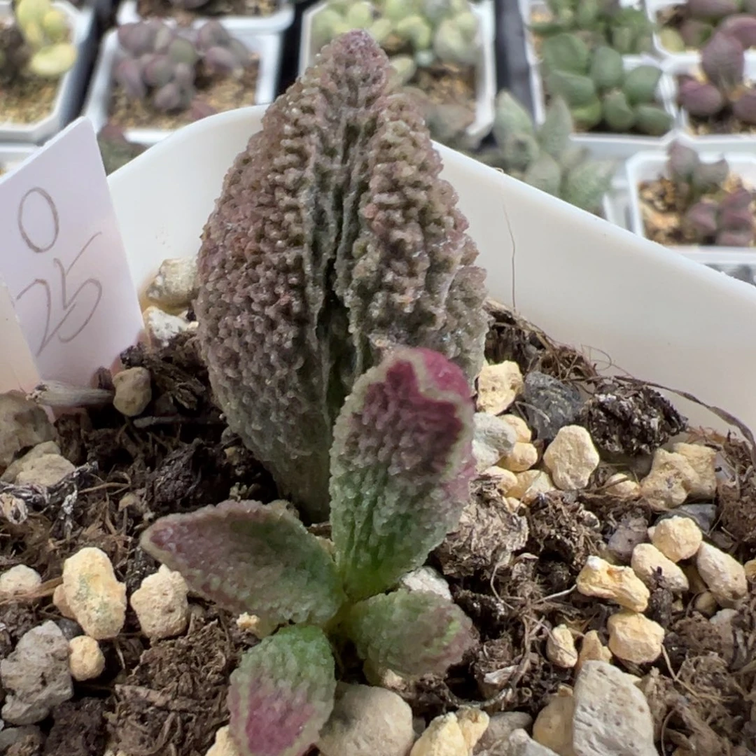 实生新品大苗多肉植物水泡
