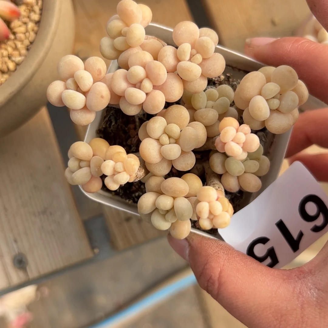 艳615 多肉植物组合盆栽