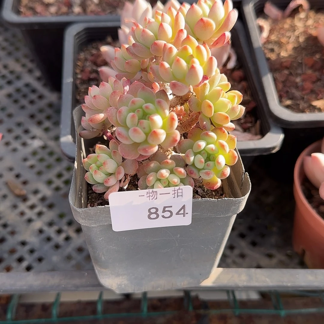 那**开854号 一物一拍