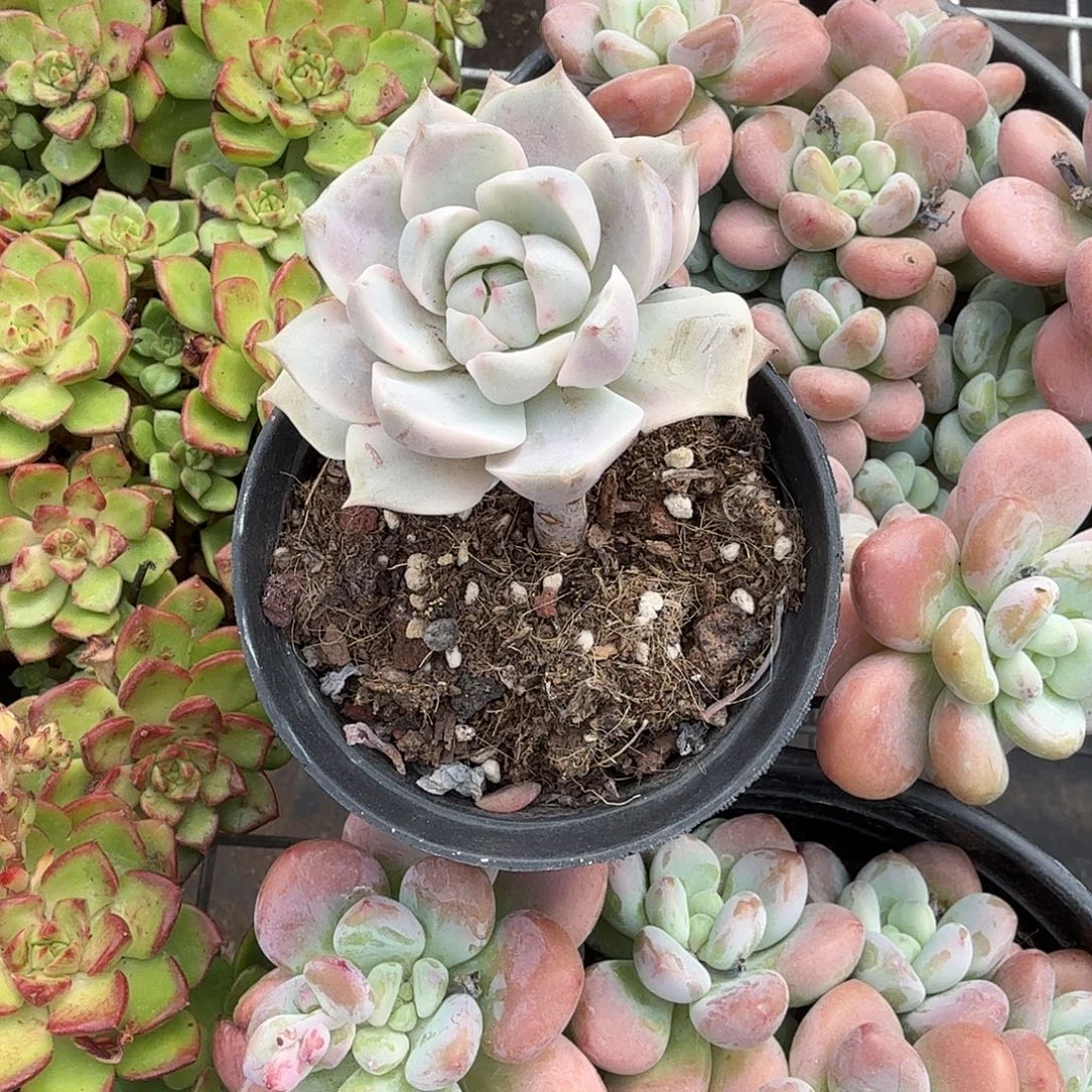 粉牡丹锦多肉植物