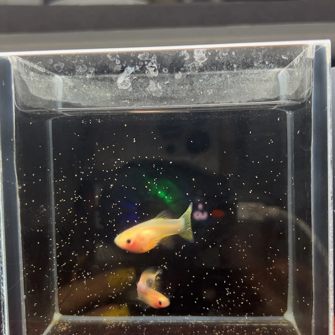 孔雀鱼幻彩粉猫一对（背鳍黑）
