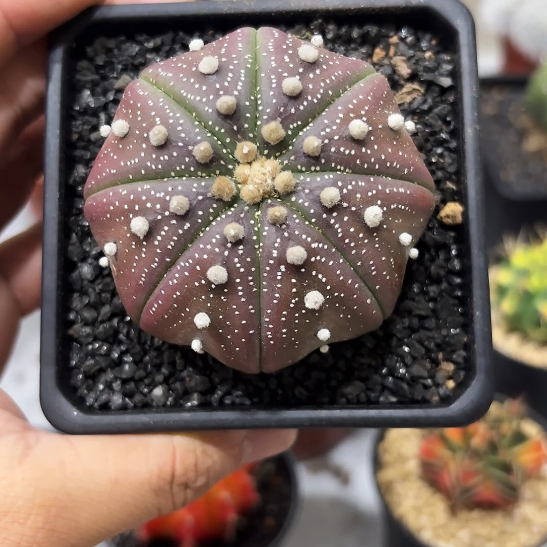 紫皮海星兜实生根