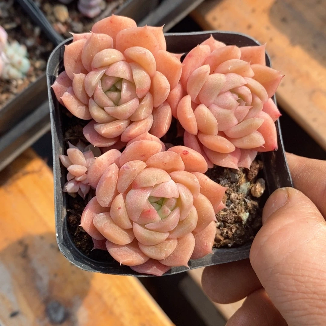 精品多肉一物一拍不包整194