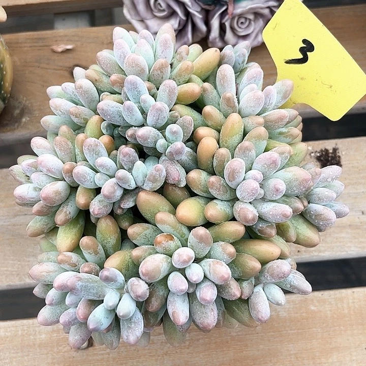 汤圆3号码牌子的话题了解