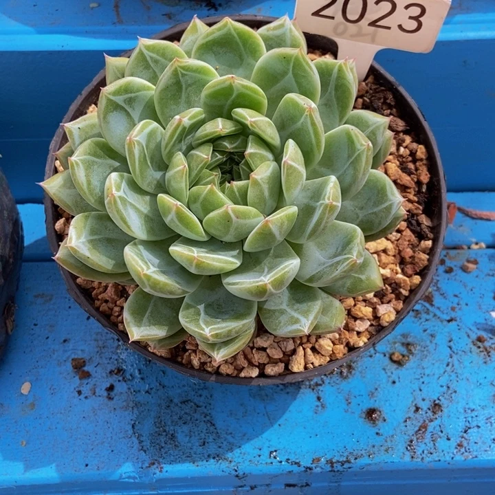 雪花珍妮可拍111111111