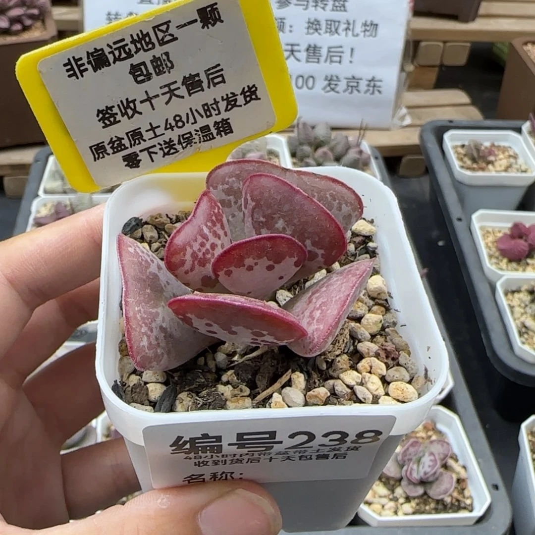 238爱心多肉植物