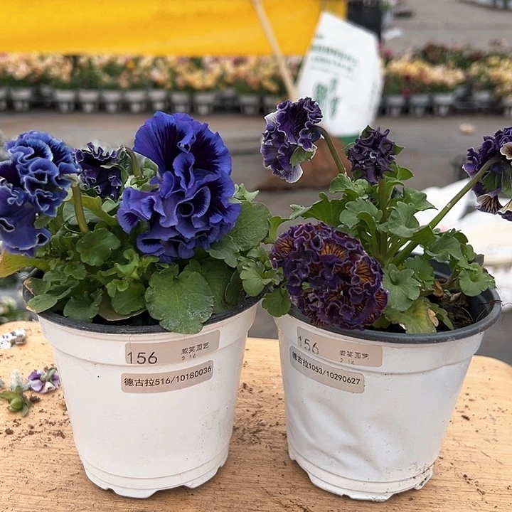 红陶抖音直播闪拍156