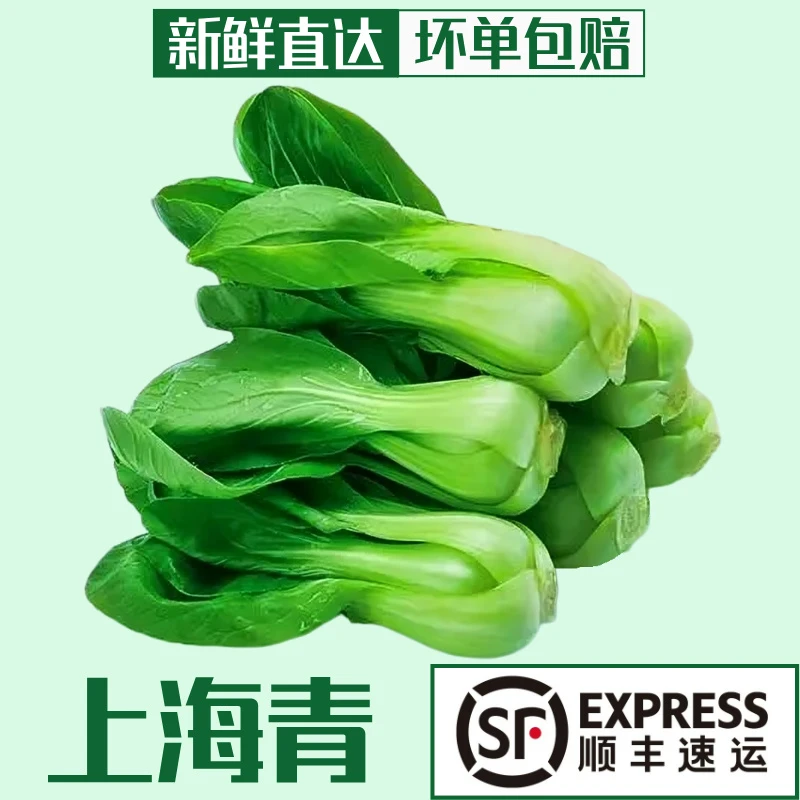 【顺丰包邮】5斤当季农家上海青菜小油菜崇明矮脚菜新鲜火锅3斤