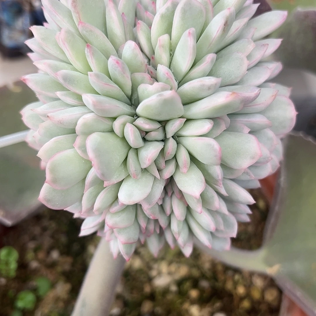 雨燕作锦嫁接多肉植物