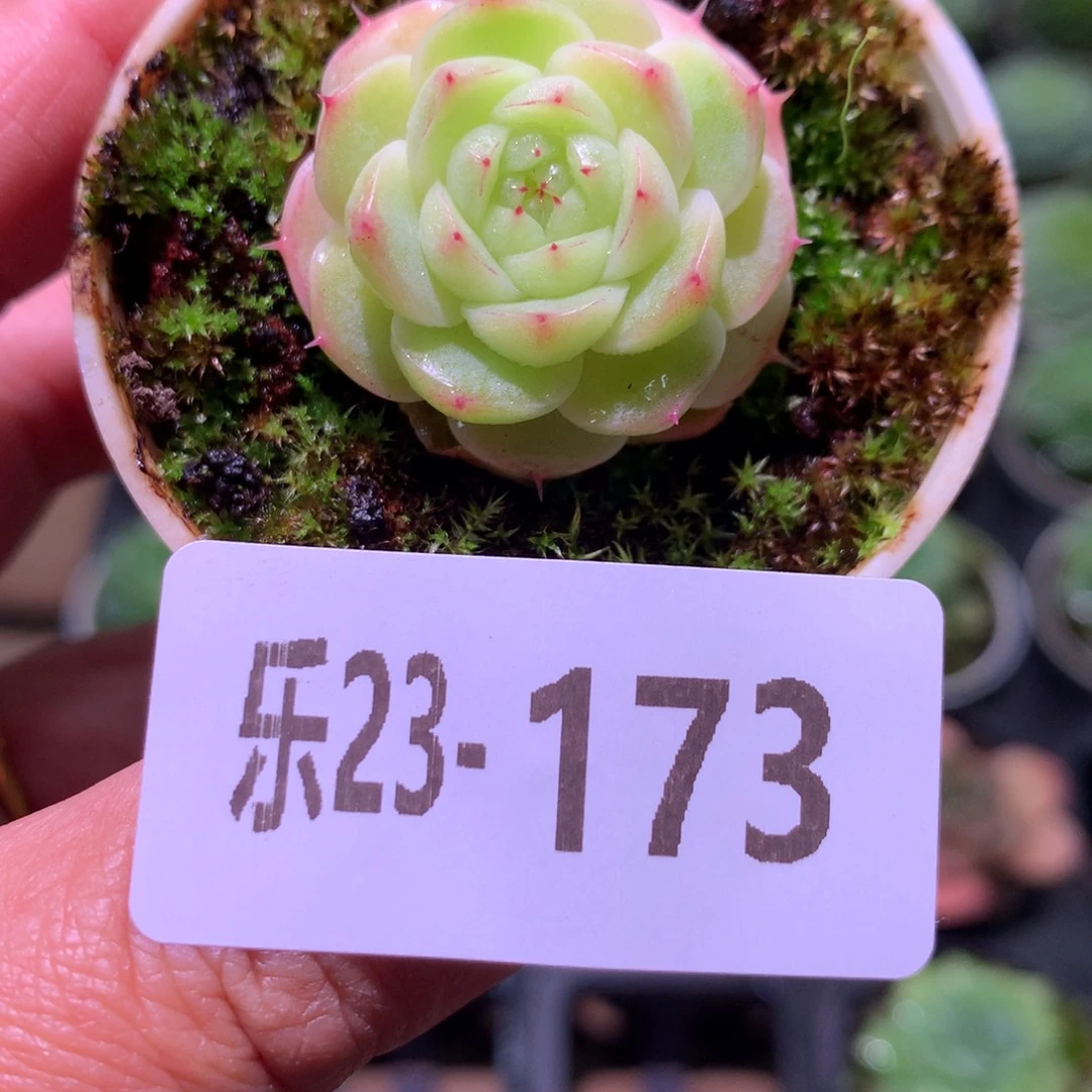 乐然23-173 海王