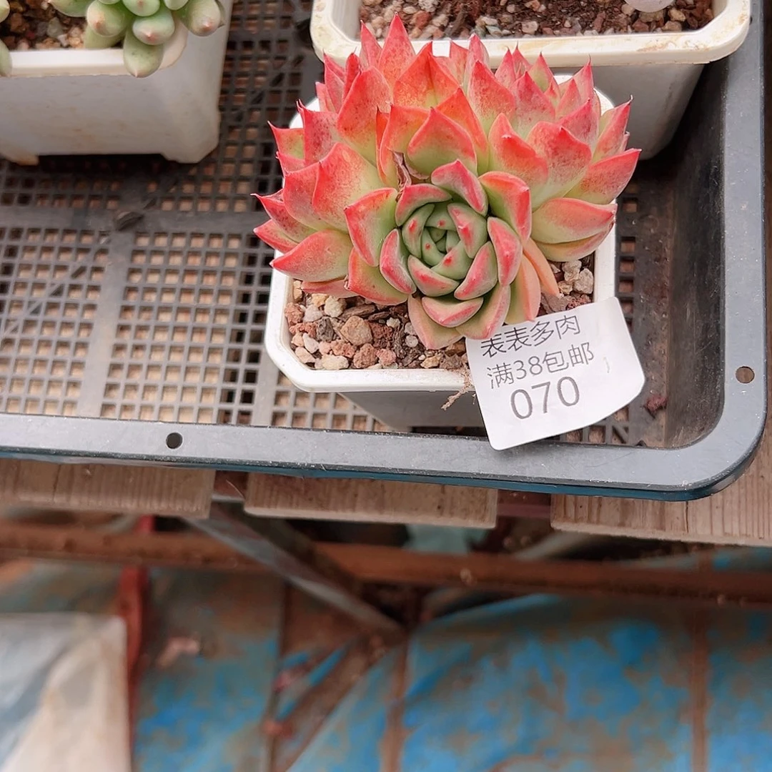 1***翁多肉一物＿拍植物070