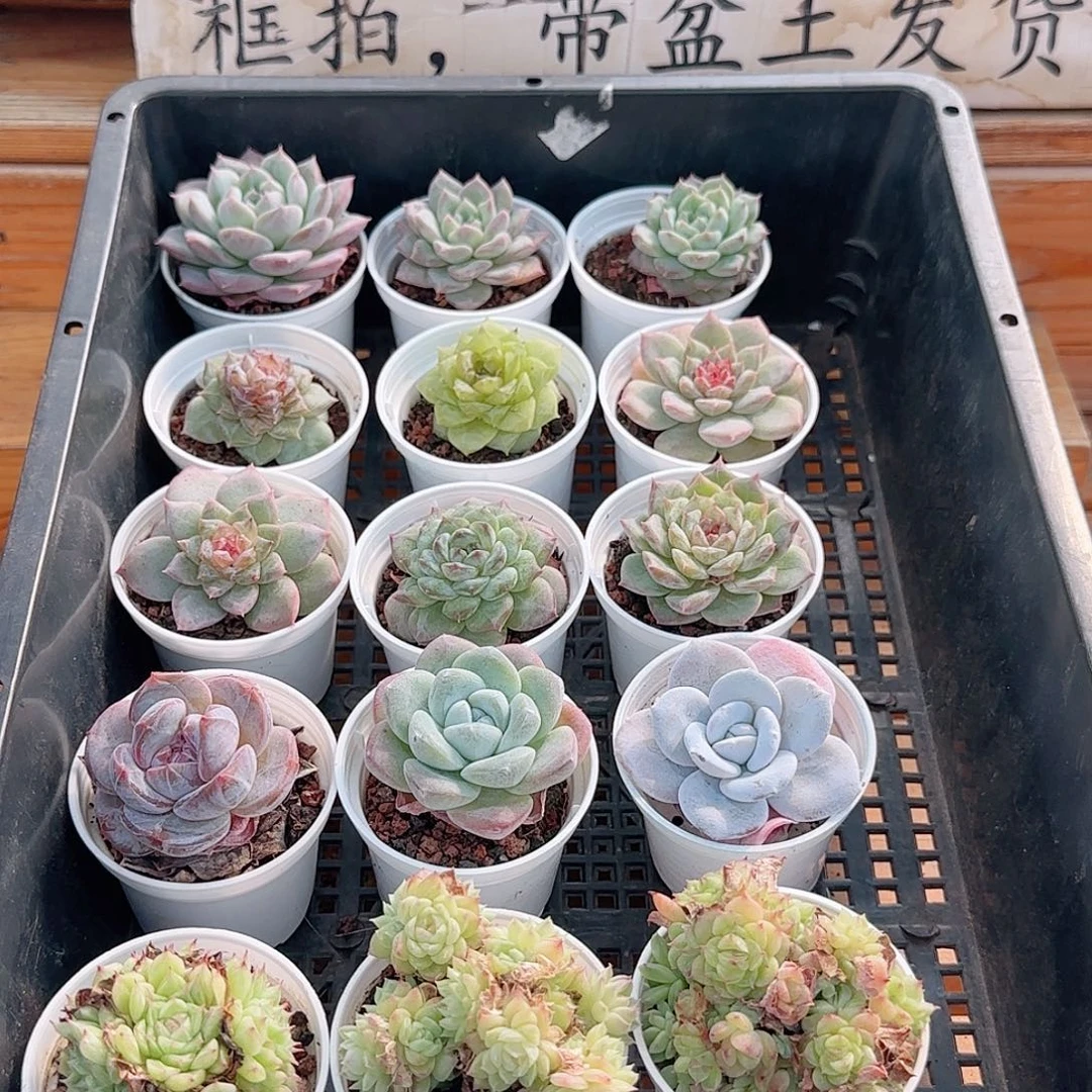 框拍多肉1015--59