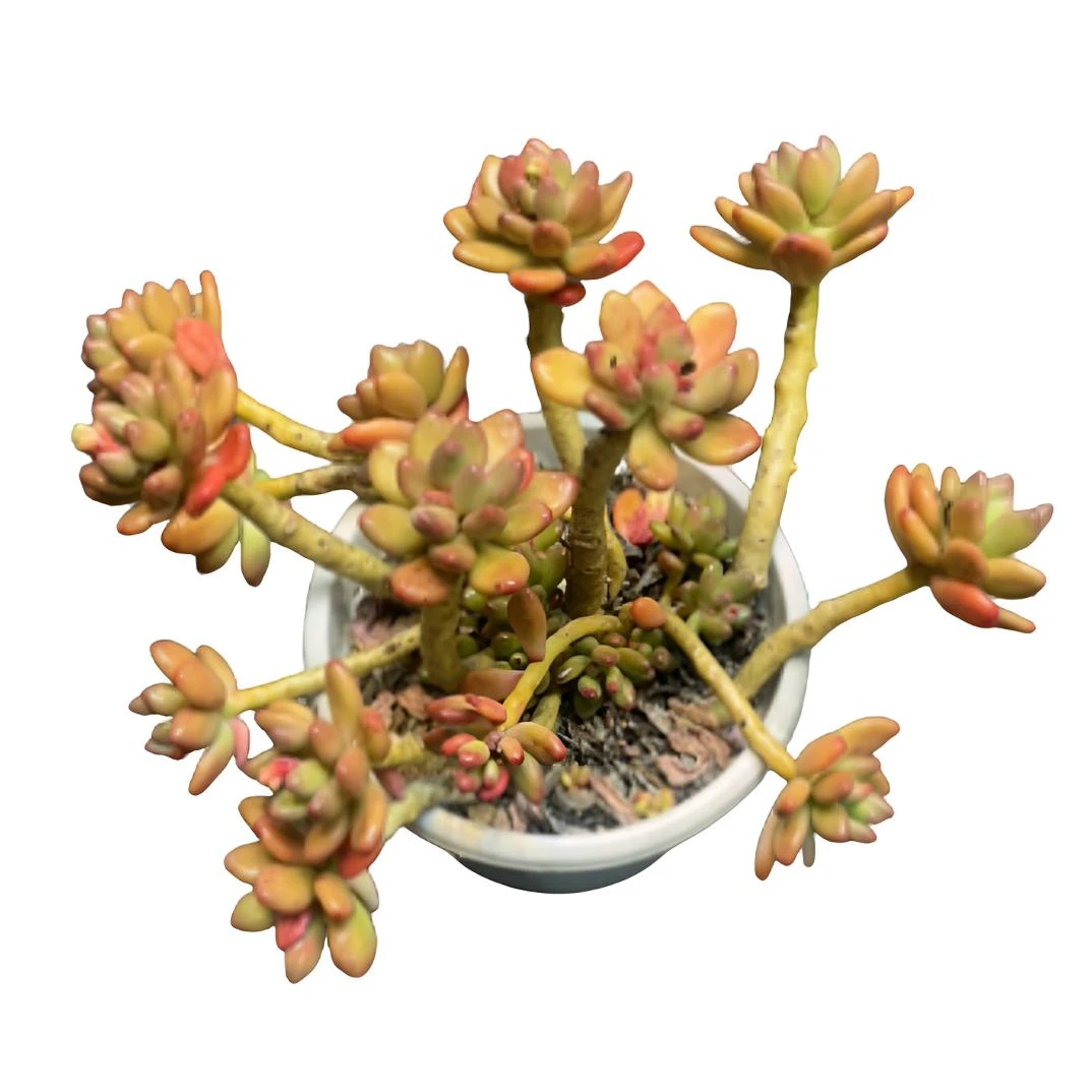 【苹果奶】（土球发货20cm）萌物老桩精品盆栽控养大型飘枝造型多肉
