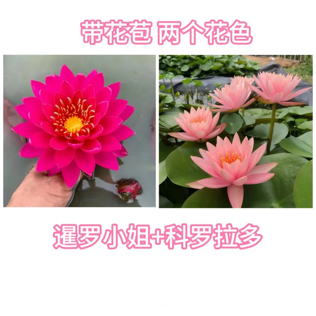 新品(两个花色)爆花睡莲池塘水缸水池培四季盆栽移栽种植生长开花