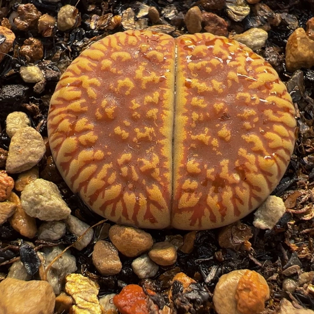 069多肉植物种类多样