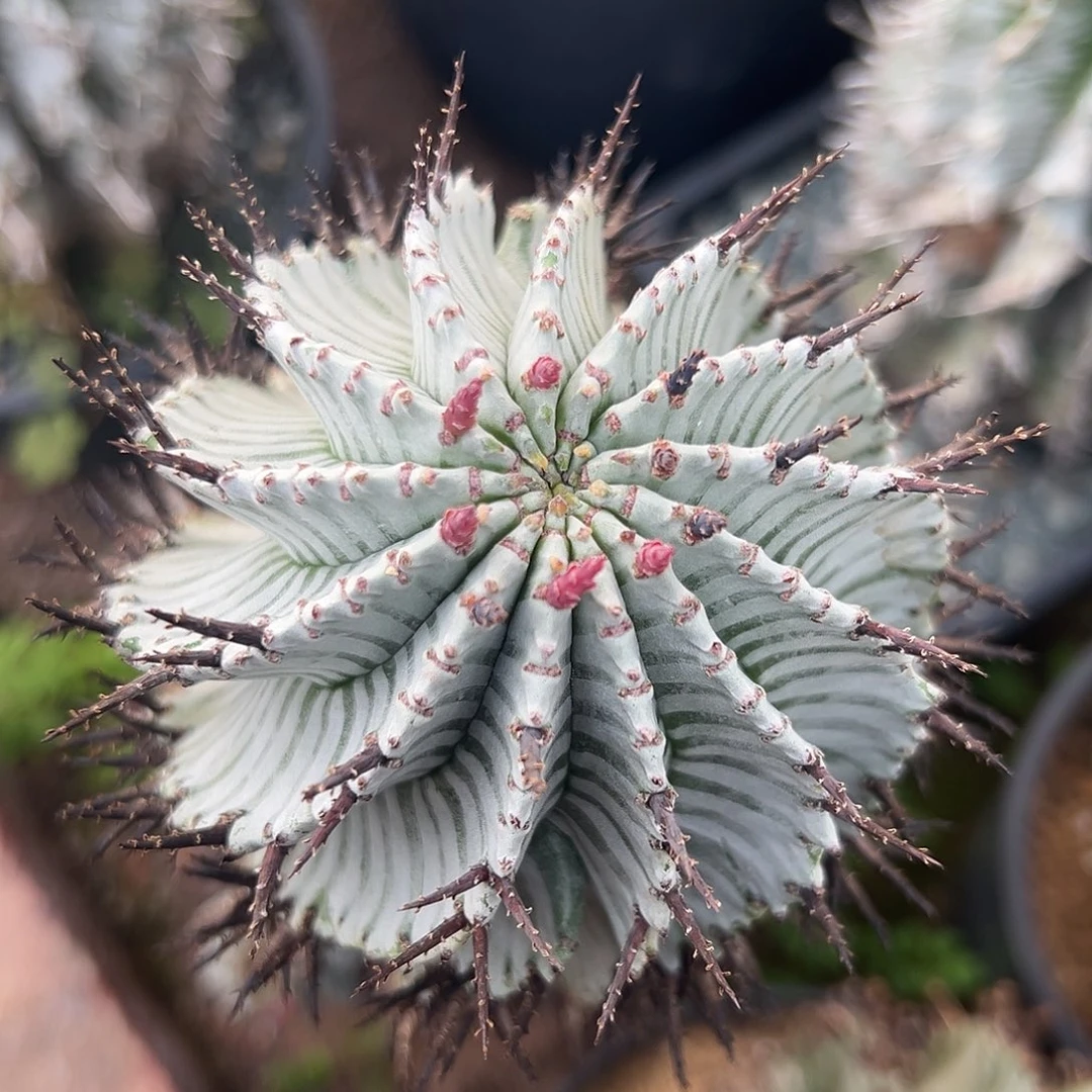 完全开放母本级羽田g