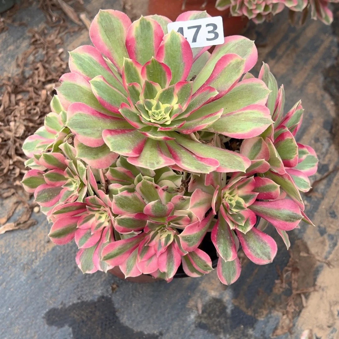 多肉植物叶罗刹473