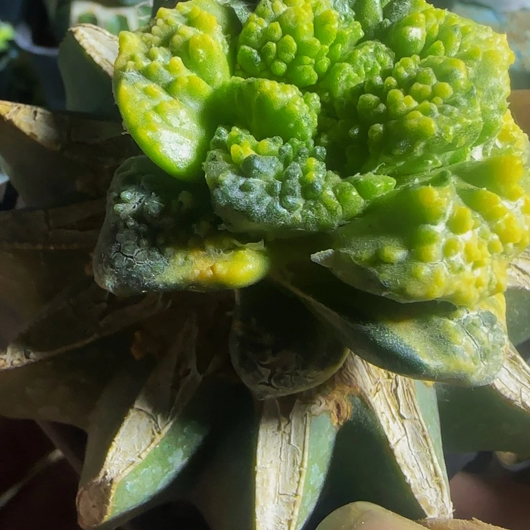 哥斯拉锦082仙人球开花