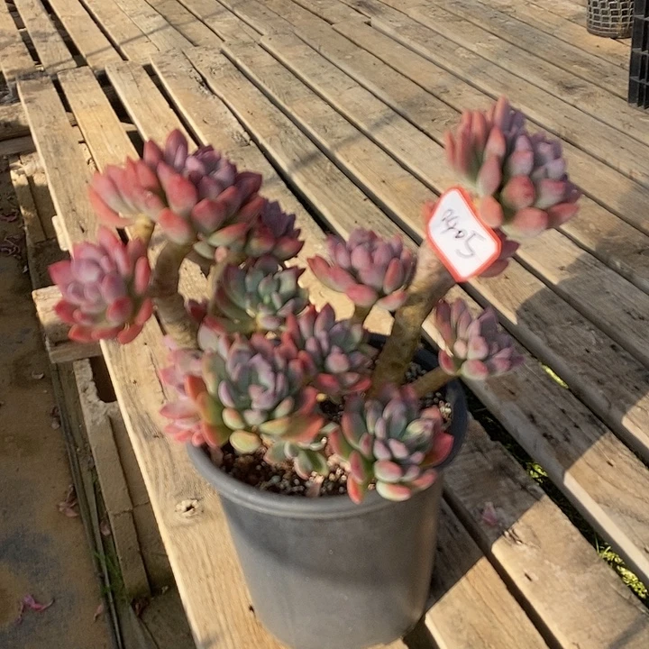 丽***织2025-0405灰姑娘 CC多肉