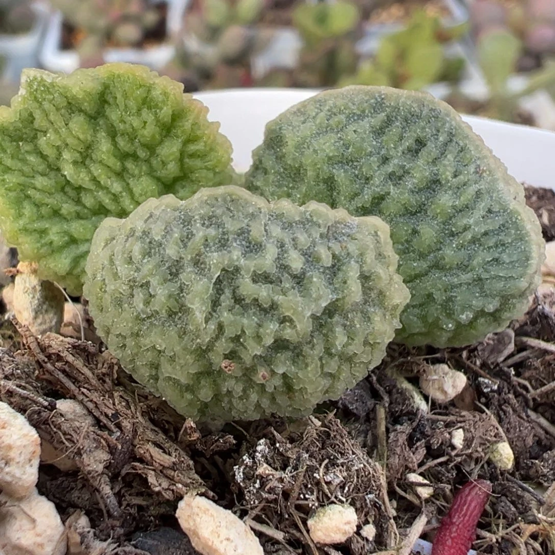 蚌叶实生新品多肉植物水泡多肉植物