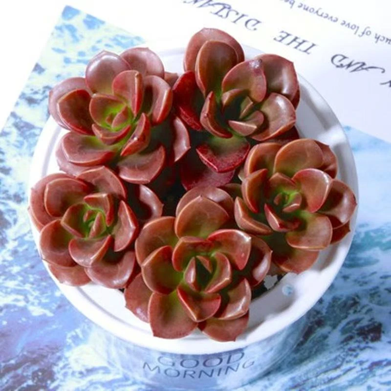 云南高山多肉红酒巧克力脱土发货多肉绿植15包邮多肉基地直发