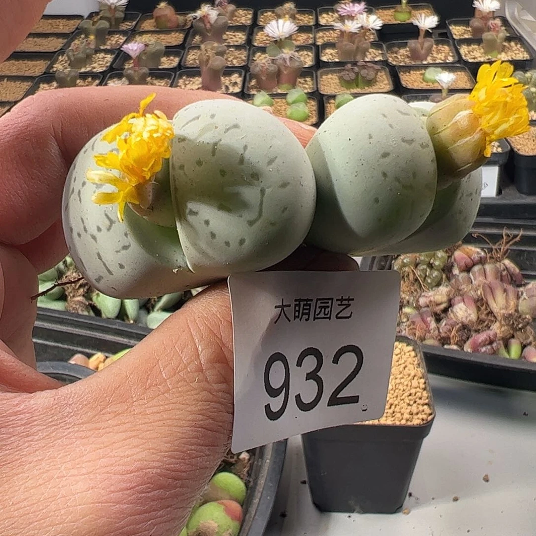 一物一拍。      932