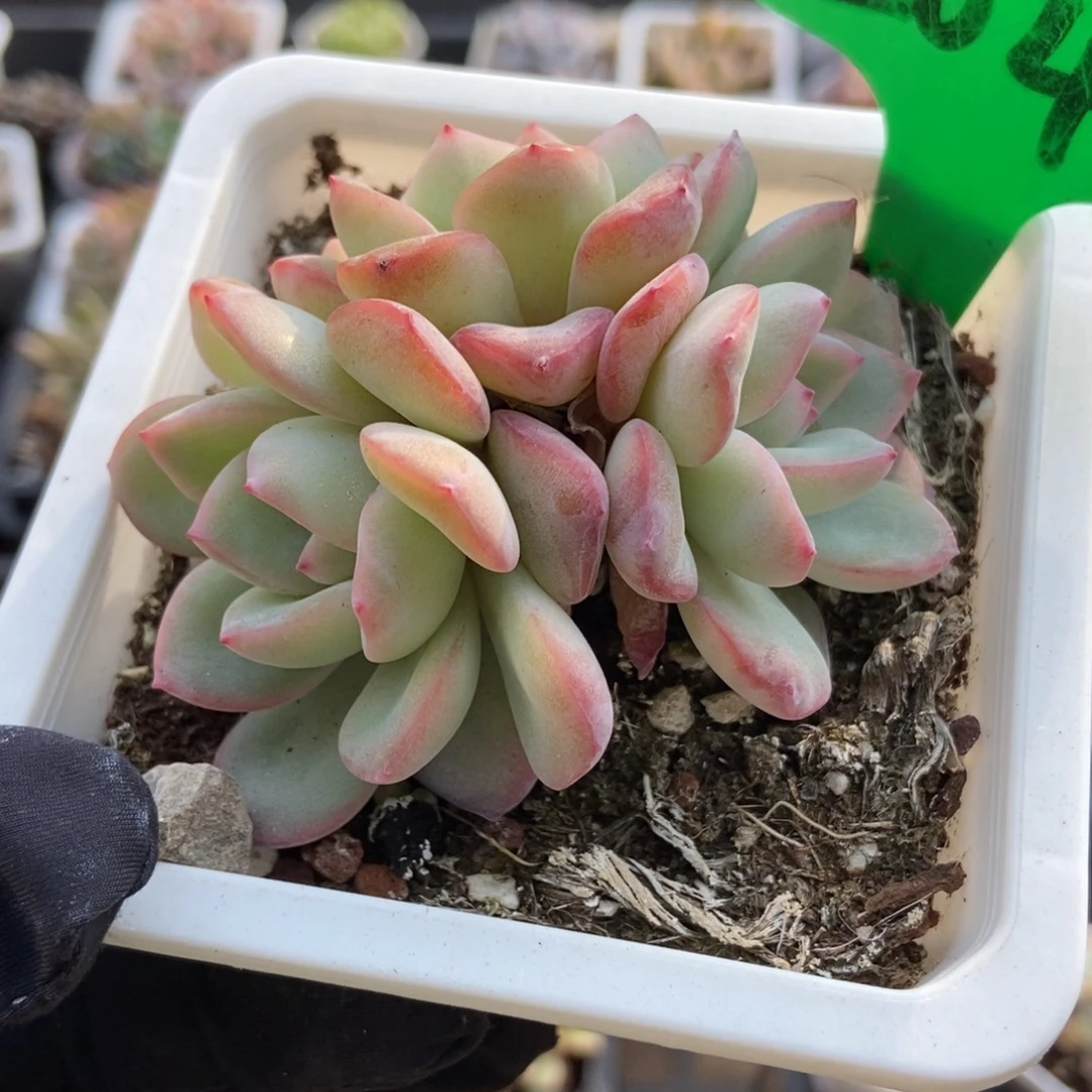 2047泡芙多肉植物