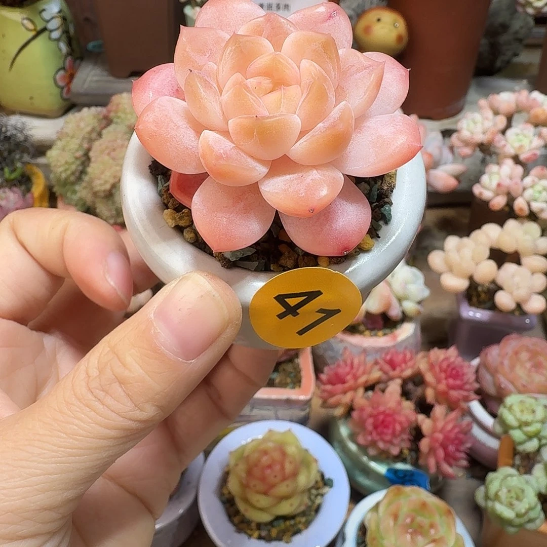 41 多肉含盆土 30元包邮非偏远