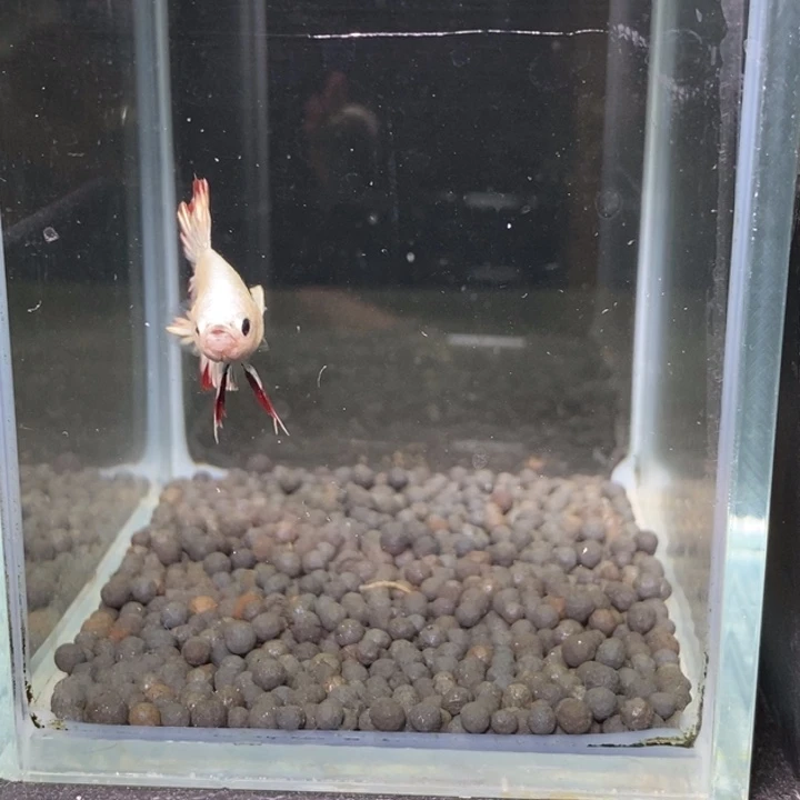 斗鱼泰国斗鱼81号