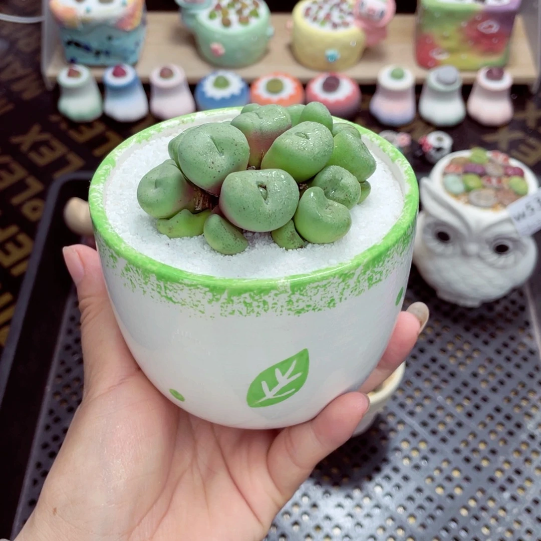 w5306 带盆土发货一物一拍