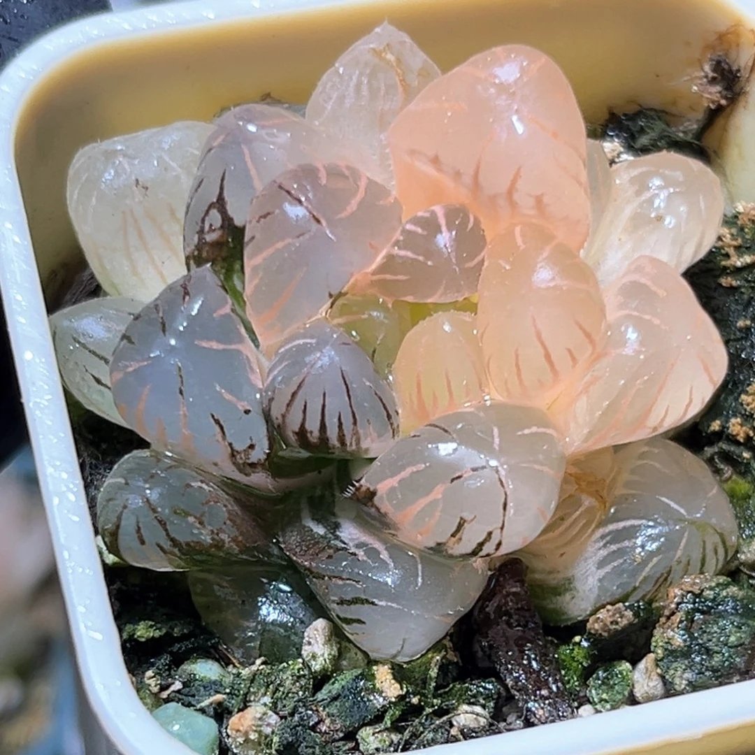 恭喜发财大吉大利4003