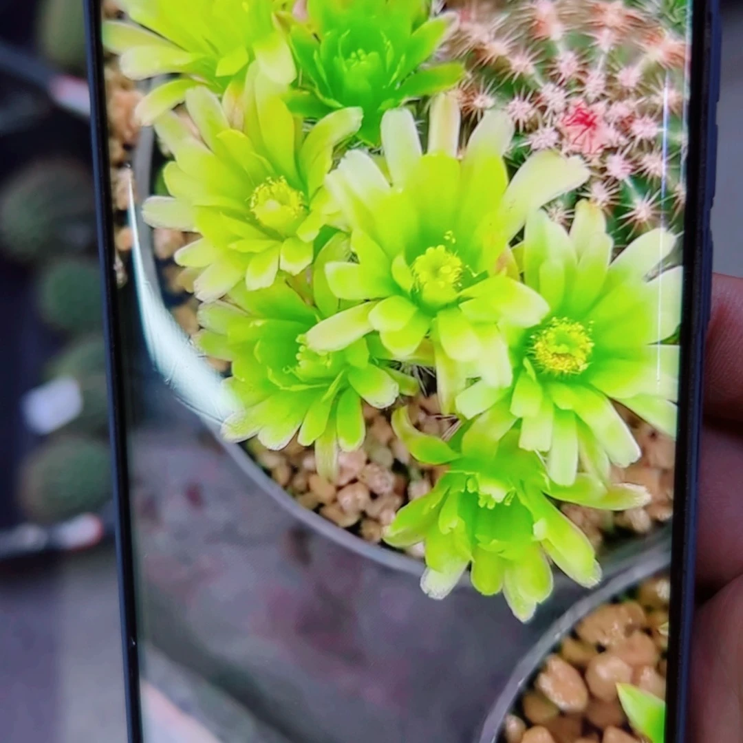 下116青花虾伤口大歪无根侧芽3公分左右20包邮