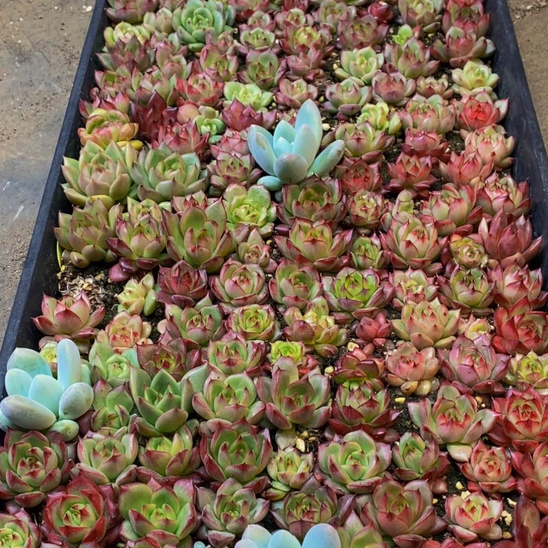 685多肉植物保护研究所所长的