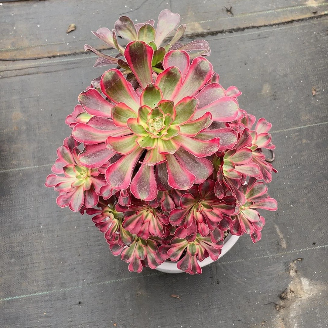 A***a8000香奈儿辰g哥哥